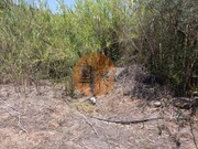 Terreno R�stico - Azinhal, Castro Marim, Faro (Algarve) - Miniatura: 3/9