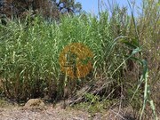 Terreno R�stico - Azinhal, Castro Marim, Faro (Algarve) - Miniatura: 9/9