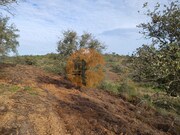 Terreno Rstico - Azinhal, Castro Marim, Faro (Algarve) - Miniatura: 5/9