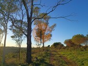 Terreno R�stico - Odeleite, Castro Marim, Faro (Algarve) - Miniatura: 4/9