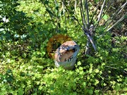 Terreno R�stico - Santa Catarina da Fonte do Bispo, Tavira, Faro (Algarve) - Miniatura: 2/5