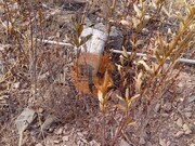 Terreno R�stico - Concei��o de Tavira, Tavira, Faro (Algarve) - Miniatura: 3/9