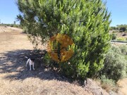 Terreno R�stico - Altura, Castro Marim, Faro (Algarve) - Miniatura: 2/9