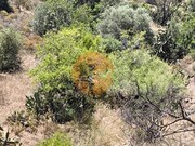 Terreno R�stico - Altura, Castro Marim, Faro (Algarve) - Miniatura: 7/9
