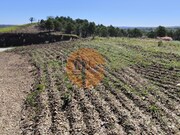 Terreno R�stico - Azinhal, Castro Marim, Faro (Algarve) - Miniatura: 6/6
