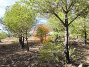Terreno R�stico - Alcoutim, Alcoutim, Faro (Algarve) - Miniatura: 9/9