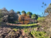 Terreno R�stico - Azinhal, Castro Marim, Faro (Algarve) - Miniatura: 3/9