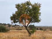 Terreno Urbano - Castro Marim, Castro Marim, Faro (Algarve) - Miniatura: 7/9