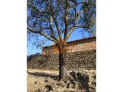 Terreno Urbano - Odeleite, Castro Marim, Faro (Algarve) - Miniatura: 7/9
