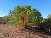 Terreno Urbano - Vaqueiros, Alcoutim, Faro (Algarve) - Miniatura: 9/9