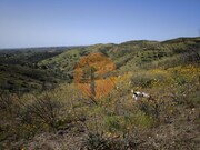 Terreno R�stico - Castro Marim, Castro Marim, Faro (Algarve) - Miniatura: 2/8