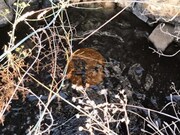 Terreno R�stico - Azinhal, Castro Marim, Faro (Algarve) - Miniatura: 2/9