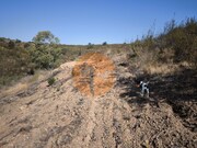 Terreno R�stico - Azinhal, Castro Marim, Faro (Algarve) - Miniatura: 3/9