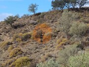 Terreno Rstico - Odeleite, Castro Marim, Faro (Algarve) - Miniatura: 6/9