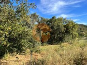 Terreno R�stico - Salir, Loul�, Faro (Algarve) - Miniatura: 9/9