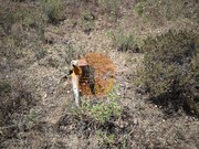 Terreno R�stico - Castro Marim, Castro Marim, Faro (Algarve) - Miniatura: 6/9