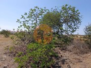 Terreno Rstico - Azinhal, Castro Marim, Faro (Algarve) - Miniatura: 3/9