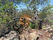 Terreno Rstico - Azinhal, Castro Marim, Faro (Algarve) - Miniatura: 7/9