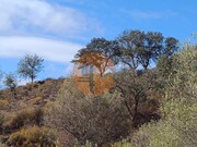 Terreno Rstico - Odeleite, Castro Marim, Faro (Algarve) - Miniatura: 9/9