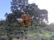 Terreno R�stico - Azinhal, Castro Marim, Faro (Algarve) - Miniatura: 3/9