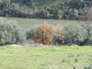 Terreno R�stico - Alcoutim, Alcoutim, Faro (Algarve) - Miniatura: 9/9