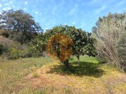 Terreno R�stico - Castro Marim, Castro Marim, Faro (Algarve) - Miniatura: 7/9