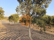 Terreno R�stico - Odeleite, Castro Marim, Faro (Algarve) - Miniatura: 2/9