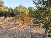 Terreno R�stico - Odeleite, Castro Marim, Faro (Algarve) - Miniatura: 5/9
