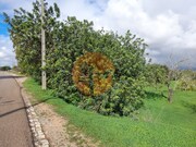 Terreno R�stico - Pech�o, Olh�o, Faro (Algarve) - Miniatura: 1/1