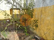 Terreno Urbano - Conceio de Tavira, Tavira, Faro (Algarve) - Miniatura: 9/9