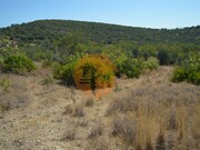 Terreno R�stico - Santa Catarina da Fonte do Bispo, Tavira, Faro (Algarve) - Miniatura: 4/9