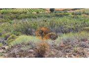 Terreno R�stico - Odeleite, Castro Marim, Faro (Algarve) - Miniatura: 5/6