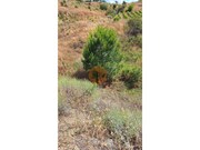 Terreno R�stico - Odeleite, Castro Marim, Faro (Algarve) - Miniatura: 6/6