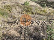 Terreno R�stico - Castro Marim, Castro Marim, Faro (Algarve) - Miniatura: 3/9