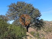 Terreno R�stico - Odeleite, Castro Marim, Faro (Algarve) - Miniatura: 2/9