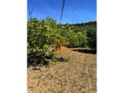 Terreno R�stico - S�o Br�s de Alportel, S�o Br�s de Alportel, Faro (Algarve) - Miniatura: 7/9