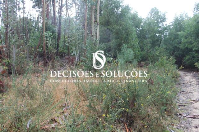 Terreno R�stico - Carvalhosa, Pa�os de Ferreira, Porto - Imagem grande