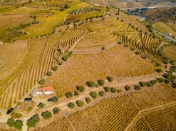 Quinta - Peso da R�gua, Peso da R�gua, Vila Real - Miniatura: 13/17