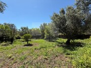 Terreno Urbano - So Brs de Alportel, So Brs de Alportel, Faro (Algarve) - Miniatura: 3/9