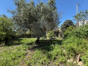Terreno Urbano - So Brs de Alportel, So Brs de Alportel, Faro (Algarve) - Miniatura: 4/9