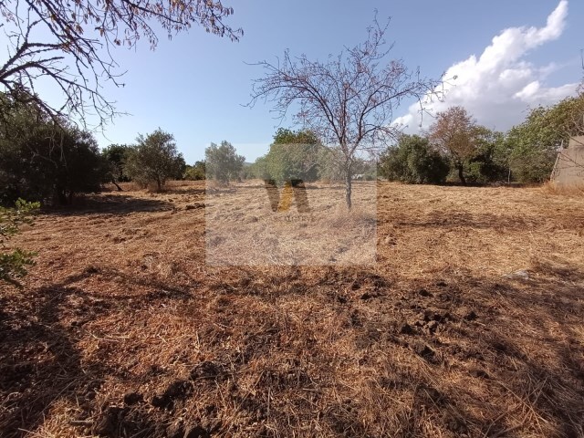 Armazm - So Brs de Alportel, So Brs de Alportel, Faro (Algarve) - Imagem grande