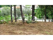 Terreno Rstico - Cedrim, Sever do Vouga, Aveiro - Miniatura: 5/7