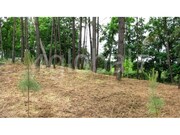 Terreno Rstico - Cedrim, Sever do Vouga, Aveiro - Miniatura: 6/7