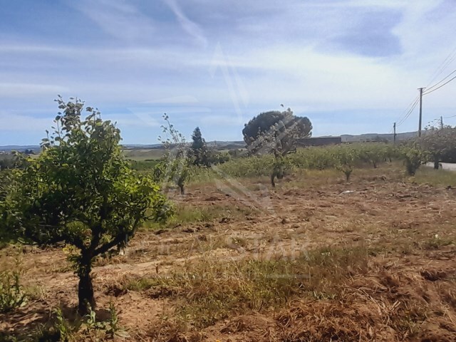 Terreno Rstico - Rolia, Bombarral, Leiria - Imagem grande