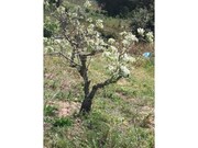 Terreno R�stico - Roli�a, Bombarral, Leiria - Miniatura: 1/9