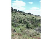 Terreno R�stico - Roli�a, Bombarral, Leiria - Miniatura: 2/9