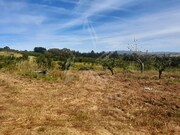 Terreno R�stico - Roli�a, Bombarral, Leiria - Miniatura: 3/9