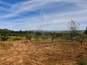 Terreno R�stico - Roli�a, Bombarral, Leiria - Miniatura: 9/9