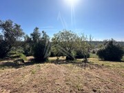 Terreno R�stico - Santa Catarina, Caldas da Rainha, Leiria - Miniatura: 1/5