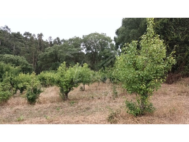 Terreno Rstico - Carvalhal, Bombarral, Leiria - Imagem grande